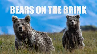 A story of the Himalayan Brown Bears  - Deosai National Park | Wildlife Documentary