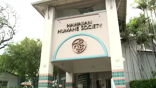 Hawaii Humane Society Increase in Adoptions