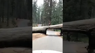 Tunnel through a fallen giant sequoia in sequoia national park 🎄🎇