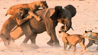 Слонёнок Отошёл От Матери и Попал в Лапы Львов / Самые Эпичные битвы диких животных за "5 минут"