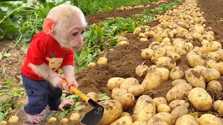 Jic Jic harvests potatoes at the farm and makes French fries with his dad