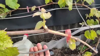 укрытие винограда от возвратных заморозков.результат.