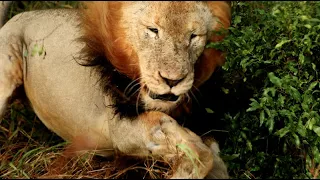 Male Lion Fights His Own Pride
