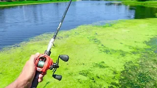 This SMALL POND is LOADED w/ GIANT Bass (Topwater Fishing)