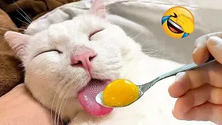 Try Not To Laugh 😅 Funniest Cats and Dogs Videos 😹🐶 Part 26