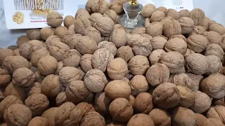 Как приживаются трехлетки ореха Кочерженко от Walnuts Broker #ГрецкийОрехСортКочерженко