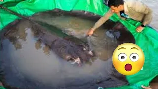 World's largest freshwater fish found in Mekong river, Cambodia