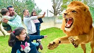 لما يطلع لابنك اسد بنص الطريق وهوا بلعب الغميضة 🦁