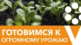 ВСЕ, ЧТО ВЫ ХОТЕЛИ ЗНАТЬ О БИОПРЕПАРАТАХ И НЕ ТОЛЬКО! Эксперты отвечают на вопросы о саде и огороде