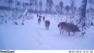 В пригородах Якутска (Хатассы, Владимировка)фотоловушка зафиксировала стаю волков