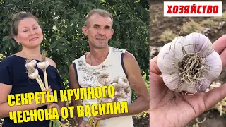 Секреты крупного чеснока от Василия Веретельникова