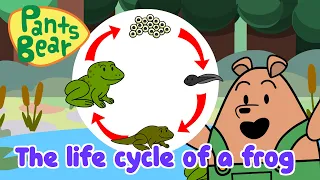 Life Cycle of a Frog | Science for Kids | Educational Video | #PantsBear