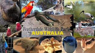 FEATHERDALE WILDLIFE PARK | Real Animals | Real Animal Sounds, cockatoo DINGO owl Snake Lizard more