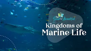 Kingdoms of Marine Life | Marine Biology | The Good and the Beautiful