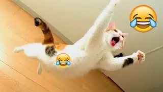 Best Funniest Animal Videos 2024😻🐈Funny Dogs And Cats Videos Of The year🤣part 10