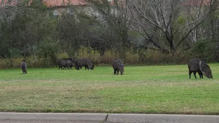 Javelinas at TAMIU