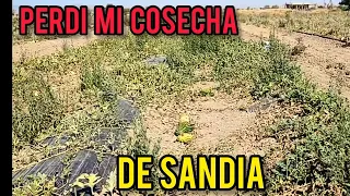 PERDI MI COSECHA DE SANDIA Y MELON POR FALTA DEL AGUA