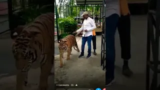 Tiger walking, in bangkok, sriracha zoo. 🐯🐯