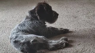 My Wirehaired Pointing Griffin