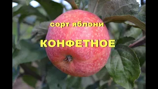 Сорт яблони Конфетное