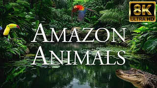 Amazon Animals 8K ULTRA HD | Amazing Wildlife of Amazon Rainforest | Amazon Jungle