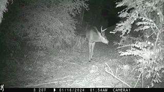 January 2024 Hump 1 Trailcam Highlights