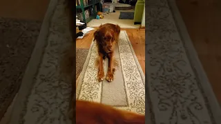 chatty Irish setter