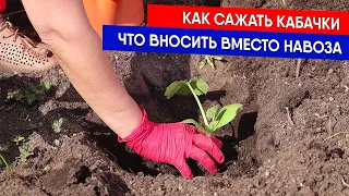 Как сажать кабачки - что вносить вместо навоза