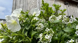 Garden Plant Containers 🌸 Annuals + Evergreen 🌲// Hidden Gardens Cape Cod