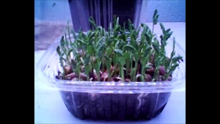 Time Lapse Video of Pea Shoots Growing