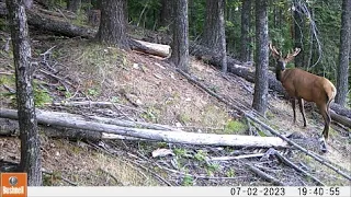 Trail Camera Video May 3, 2024