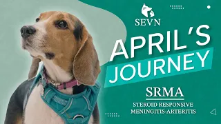 A Beagle's Journey with Autoimmune Inflammatory Disease