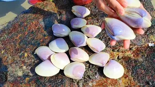 Various snails and shellfish gather on the beach during princess shellfish fishing season