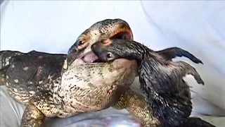 Lizard Happily eats Garden-Eating Squirrel on Couch