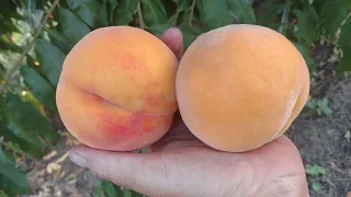 Персик Нерине (перкоче) /peach Nerine/ Урожай 2021. Отзыв от питомника Макси Сад