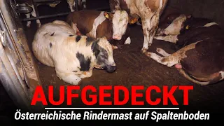 Das Tierleid in der österreichischen Rindermast