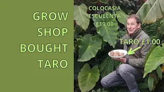 How to Grow Colocasia Esculenta from Taro Bulbs | UK Exotic Tropical Garden Plants