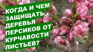 Можно ли вылечить деревья персиков от курчавости листьев?Is it possible to cure peach leaf curl?