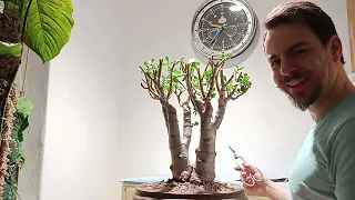 Ich schneide ✂️ meinen ältesten Pfennigbaum Bonsai (Crassula Ovata) 2024