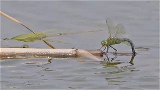 Frosch greift Königslibelle an / Frog attacks emperor dragonfly