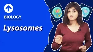 Lysosomes | Cell-Structure & Function | Biology | Class 9