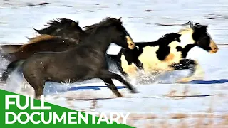 8000 Miles to Alaska: A Journey Along the Longest Border in the World | Free Documentary Nature