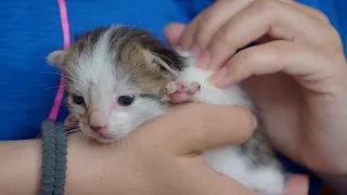 Baby Kitten By The Dumpster 😿 Waiting For Someone To Save It - Episode 2