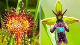 Strangest Plant Species You Wont Believe Are Real