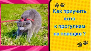 Как приучить кота к прогулкам на поводке #кошка #кот