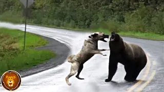 Même les Loups et les Ours Ont Peur des Kangals