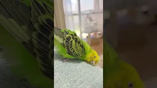 水浴び後クッションにスリスリするセキセイインコのぴっぴ【ショート版】　#shorts