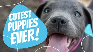 CUTE PUPPY AND DOG VIDEO | FUNNY PUPPIES