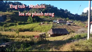 Yug tub - ntxhais los ris plaub ntug 13-11-2022