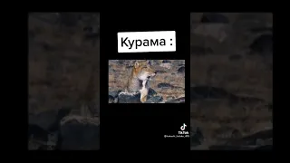 Кураме По Кайфу Не Делится